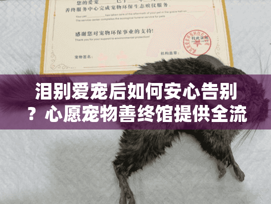 泪别爱宠后如何安心告别？心愿宠物善终馆提供全流程宠物殡葬服务