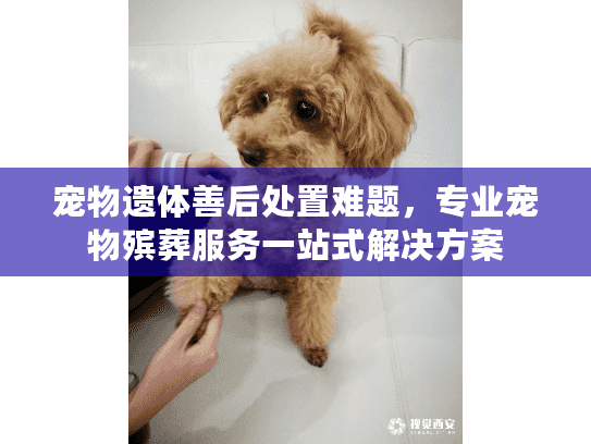 宠物遗体善后处置难题，专业宠物殡葬服务一站式解决方案