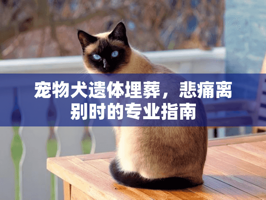 宠物犬遗体埋葬，悲痛离别时的专业指南