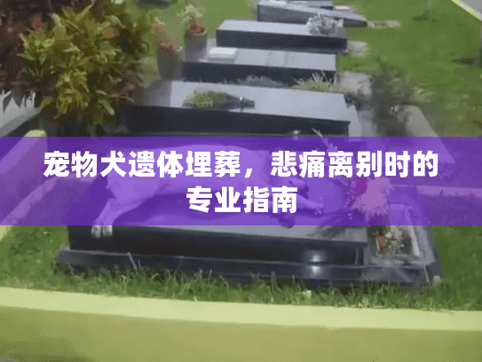 宠物犬遗体埋葬，悲痛离别时的专业指南