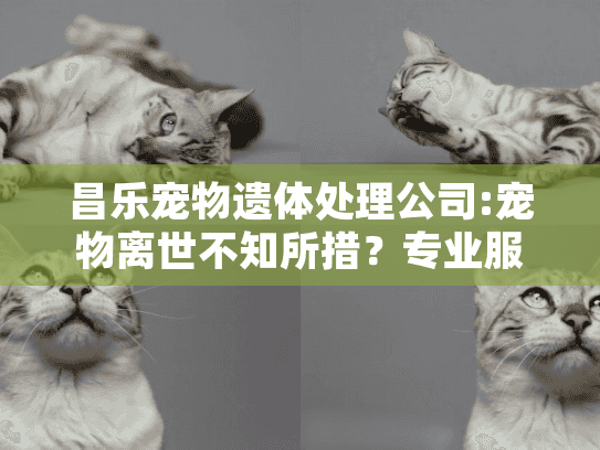昌乐宠物遗体处理公司:宠物离世不知所措？专业服务指南温暖守护
