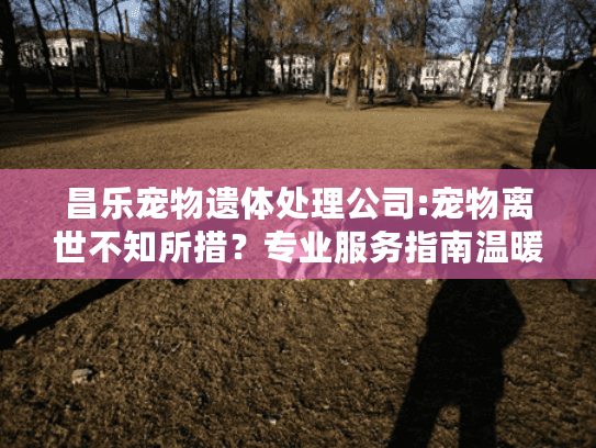 昌乐宠物遗体处理公司:宠物离世不知所措？专业服务指南温暖守护