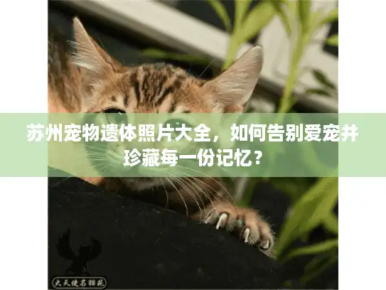 苏州宠物遗体照片大全，如何告别爱宠并珍藏每一份记忆？