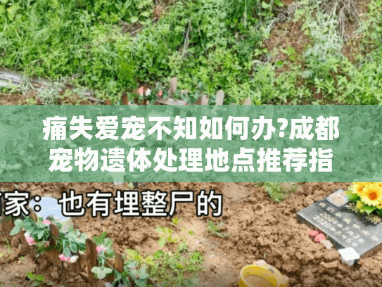 痛失爱宠不知如何办?成都宠物遗体处理地点推荐指南