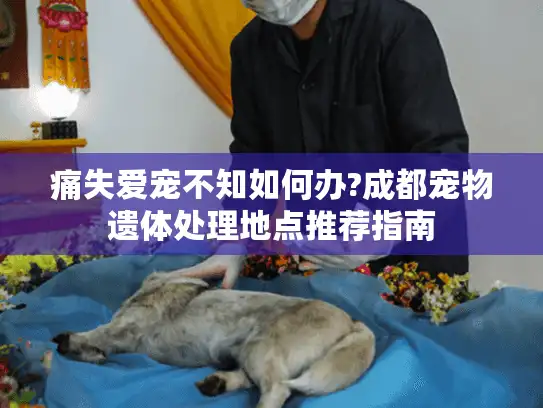 痛失爱宠不知如何办?成都宠物遗体处理地点推荐指南