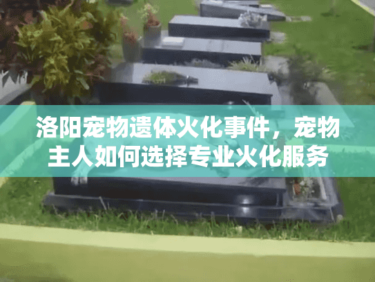 洛阳宠物遗体火化事件，宠物主人如何选择专业火化服务