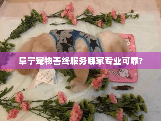 阜宁宠物善终服务哪家专业可靠?