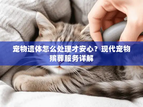 宠物遗体怎么处理才安心？现代宠物殡葬服务详解