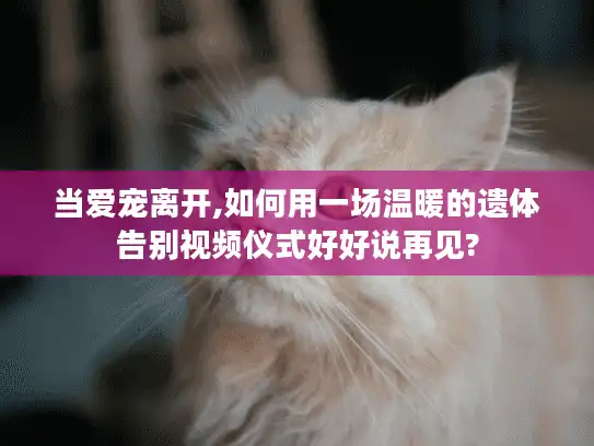 当爱宠离开,如何用一场温暖的遗体告别视频仪式好好说再见?
