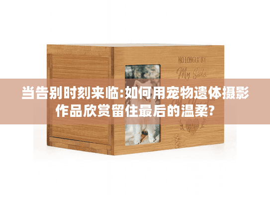 当告别时刻来临:如何用宠物遗体摄影作品欣赏留住最后的温柔?