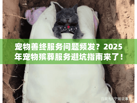 宠物善终服务问题频发？2025年宠物殡葬服务避坑指南来了！