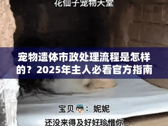 宠物遗体市政处理流程是怎样的？2025年主人必看官方指南