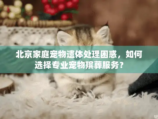 北京家庭宠物遗体处理困惑,如何选择专业宠物殡葬服务? 北京家庭宠物遗体处理困惑,如何选择专业宠物殡葬服务?