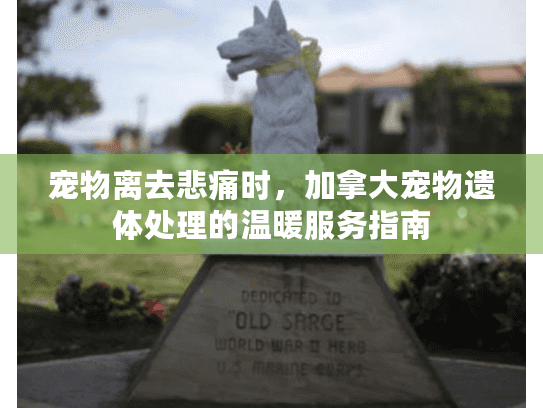 宠物离去悲痛时,加拿大宠物遗体处理的温暖服务指南 宠物离去悲痛时,加拿大宠物遗体处理的温暖服务指南