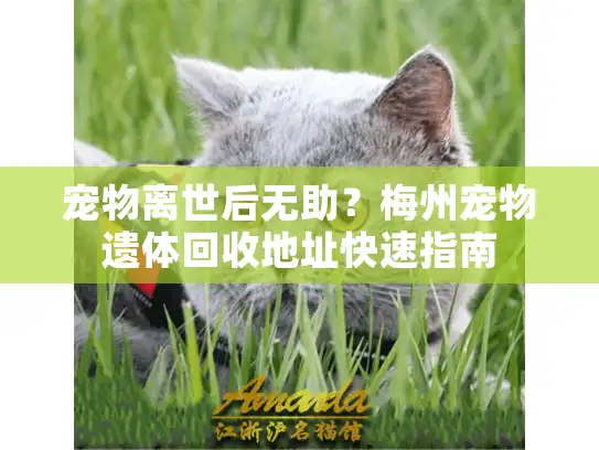 宠物离世后无助？梅州宠物遗体回收地址快速指南