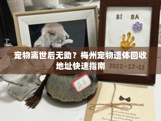 宠物离世后无助？梅州宠物遗体回收地址快速指南