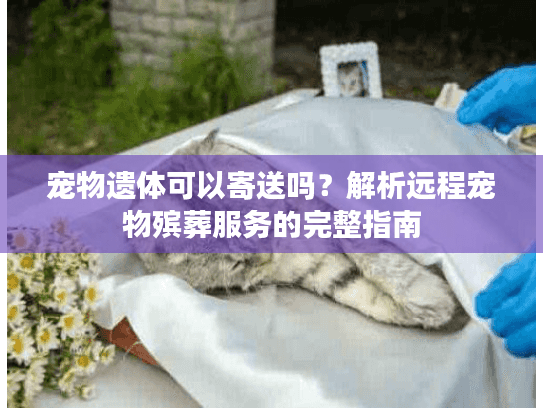 宠物遗体可以寄送吗？解析远程宠物殡葬服务的完整指南