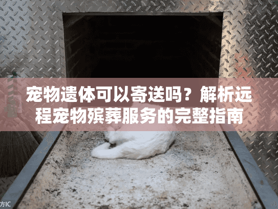 宠物遗体可以寄送吗？解析远程宠物殡葬服务的完整指南