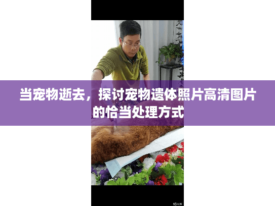 当宠物逝去，探讨宠物遗体照片高清图片的恰当处理方式