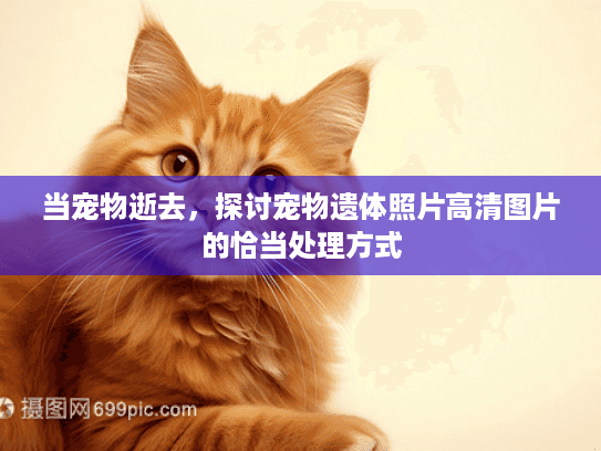 当宠物逝去，探讨宠物遗体照片高清图片的恰当处理方式