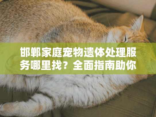 邯郸家庭宠物遗体处理服务哪里找？全面指南助你安心告别