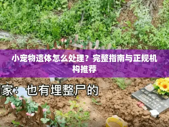 小宠物遗体怎么处理？完整指南与正规机构推荐