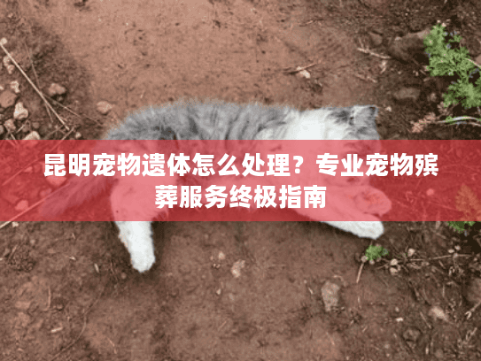 昆明宠物遗体怎么处理？专业宠物殡葬服务终极指南