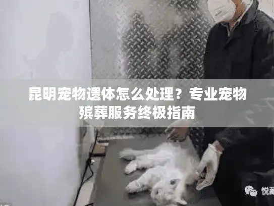 昆明宠物遗体怎么处理？专业宠物殡葬服务终极指南