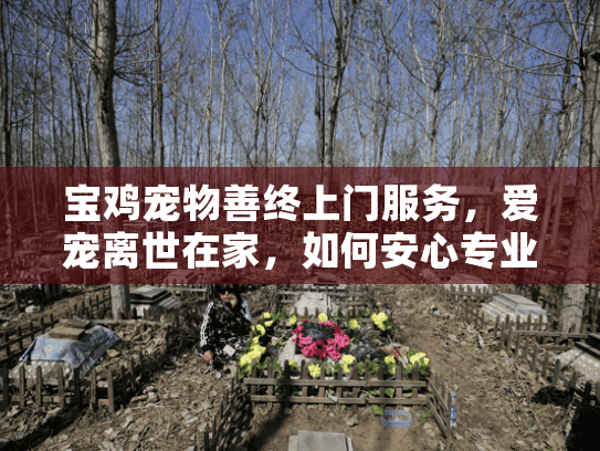 宝鸡宠物善终上门服务，爱宠离世在家，如何安心专业善终？