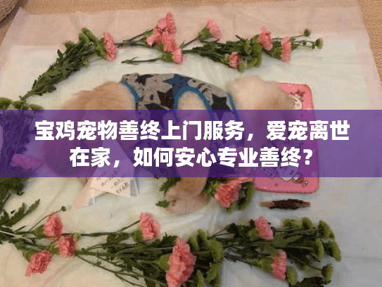 宝鸡宠物善终上门服务，爱宠离世在家，如何安心专业善终？