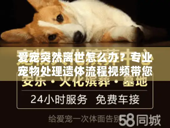 爱宠突然离世怎么办？专业宠物处理遗体流程视频带您走出迷茫