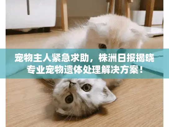 宠物主人紧急求助,株洲日报揭晓专业宠物遗体处理解决方案! 宠物主人紧急求助,株洲日报揭晓专业宠物遗体处理解决方案!