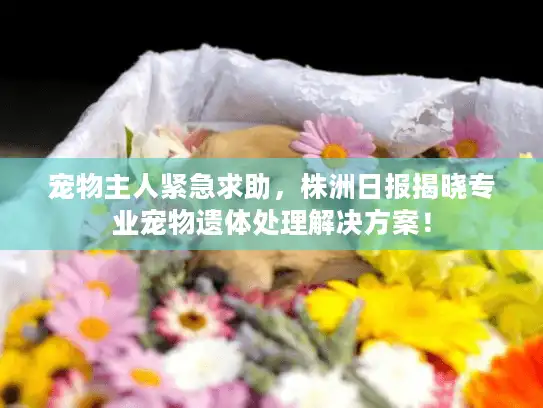 宠物主人紧急求助,株洲日报揭晓专业宠物遗体处理解决方案! 宠物主人紧急求助,株洲日报揭晓专业宠物遗体处理解决方案!