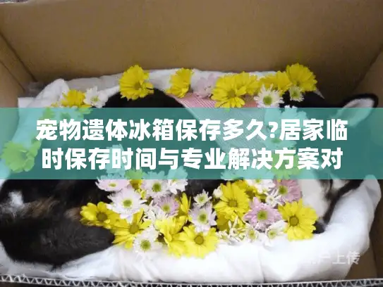 宠物遗体冰箱保存多久?居家临时保存时间与专业解决方案对比 宠物遗体冰箱保存多久?居家临时保存时间与专业解决方案对比