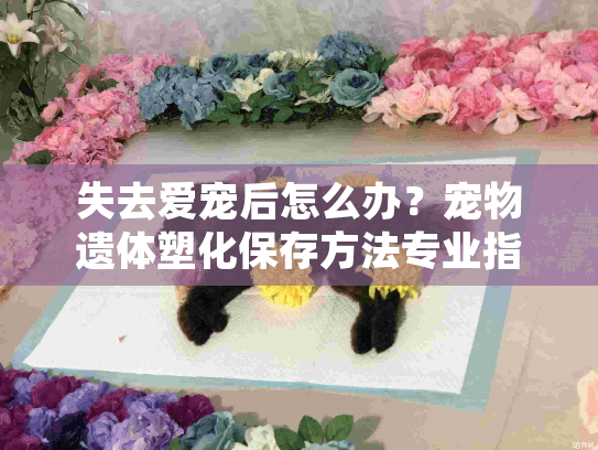 失去爱宠后怎么办？宠物遗体塑化保存方法专业指导