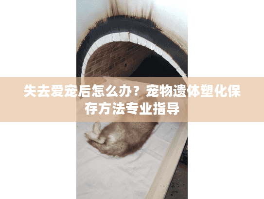 失去爱宠后怎么办？宠物遗体塑化保存方法专业指导