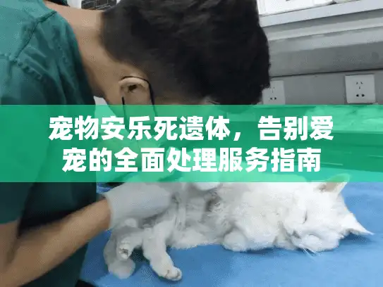 宠物安乐死遗体,告别爱宠的全面处理服务指南 宠物安乐死遗体,告别爱宠的全面处理服务指南