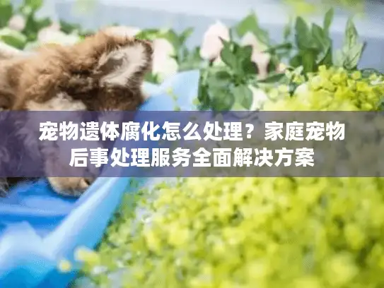 宠物遗体腐化怎么处理？家庭宠物后事处理服务全面解决方案