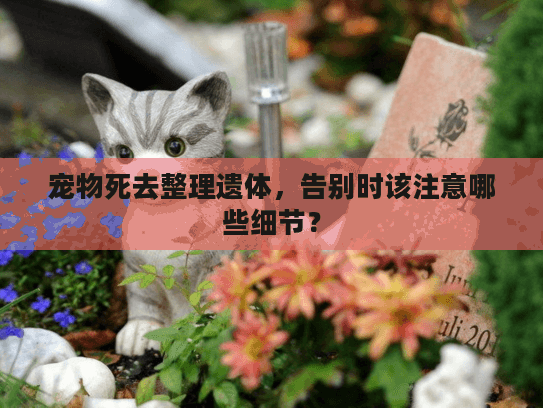 宠物死去整理遗体，告别时该注意哪些细节？