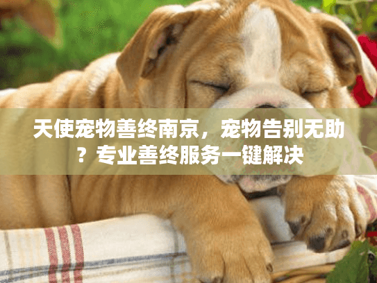 天使宠物善终南京,宠物告别无助?专业善终服务一键解决 天使宠物善终南京,宠物告别无助?专业善终服务一键解决