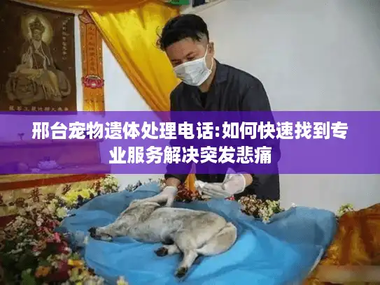 邢台宠物遗体处理电话:如何快速找到专业服务解决突发悲痛