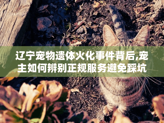 辽宁宠物遗体火化事件背后,宠主如何辨别正规服务避免踩坑? 辽宁宠物遗体火化事件背后,宠主如何辨别正规服务避免踩坑?