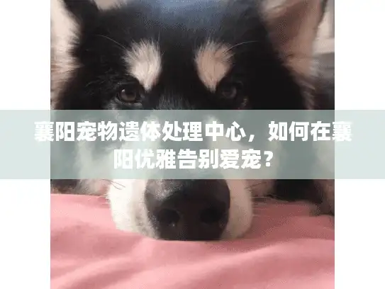 襄阳宠物遗体处理中心，如何在襄阳优雅告别爱宠？