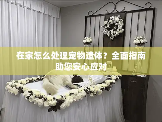 在家怎么处理宠物遗体？全面指南助您安心应对