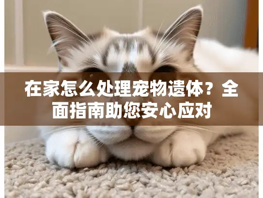 在家怎么处理宠物遗体？全面指南助您安心应对