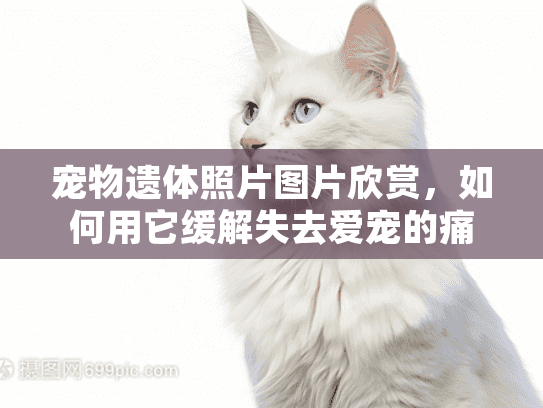 宠物遗体照片图片欣赏，如何用它缓解失去爱宠的痛苦？