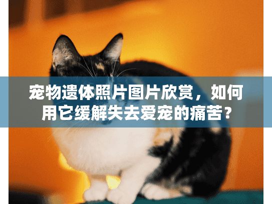 宠物遗体照片图片欣赏，如何用它缓解失去爱宠的痛苦？