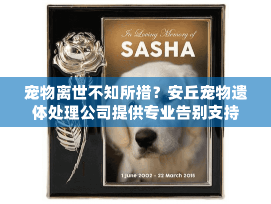 宠物离世不知所措？安丘宠物遗体处理公司提供专业告别支持