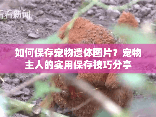 如何保存宠物遗体图片?宠物主人的实用保存技巧分享 如何保存宠物遗体图片?宠物主人的实用保存技巧分享