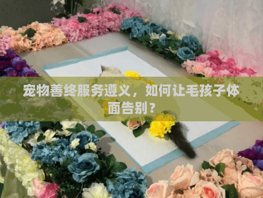 宠物善终服务遵义，如何让毛孩子体面告别？